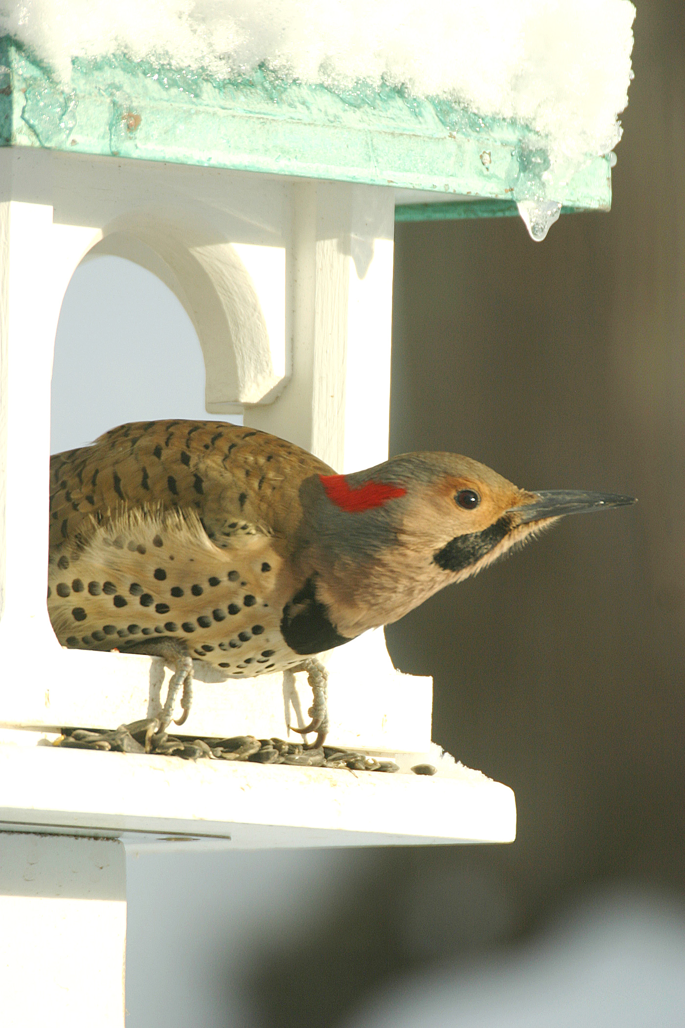 New England’s woodpeckers Birds of New