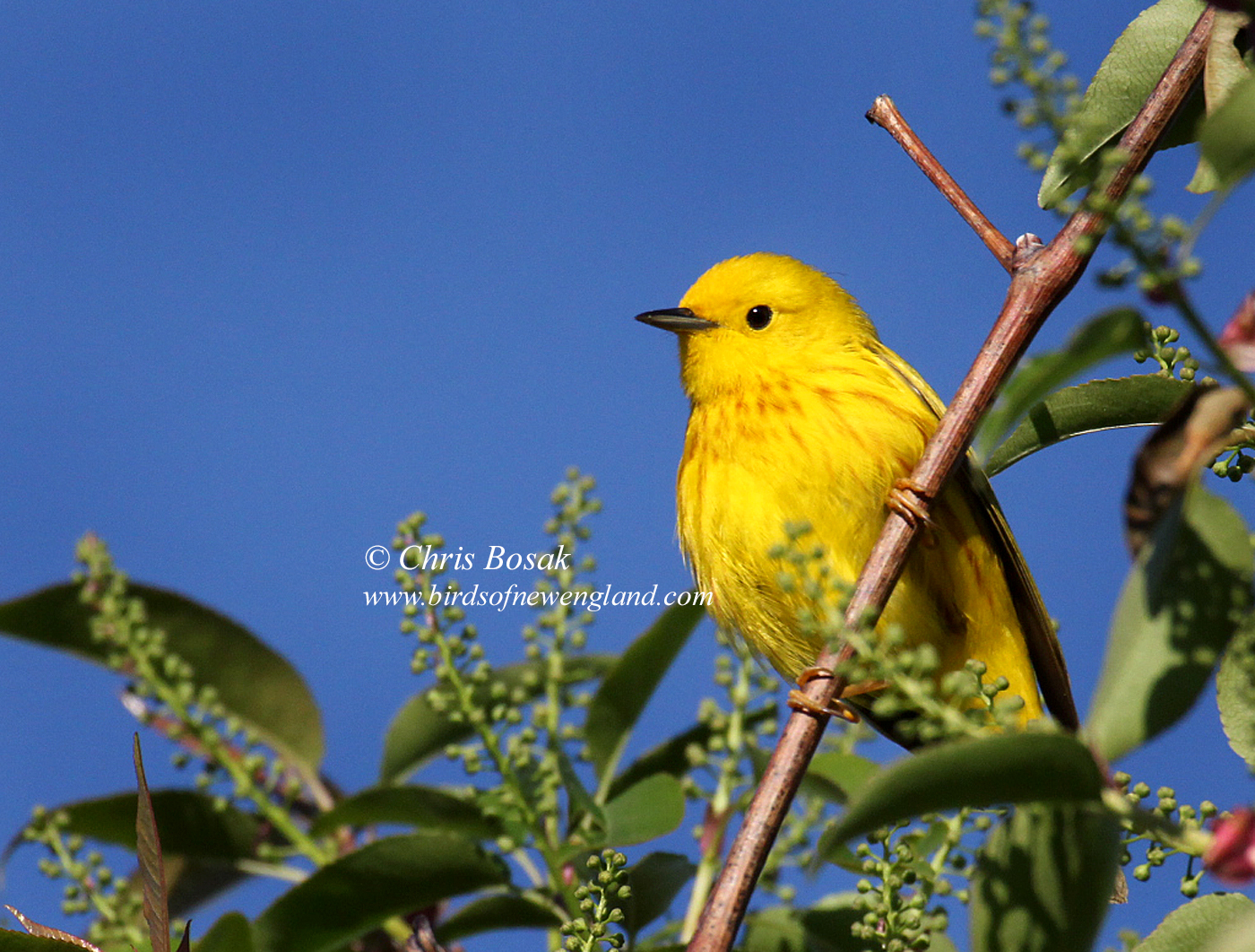 yellow warbler Birds of New