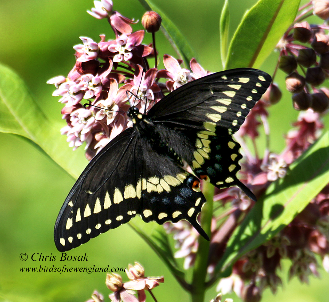 Eastern black swallowtail Birds of New