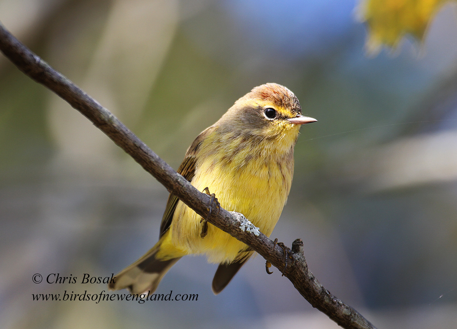 For the Birds A tree full of birds Birds of New