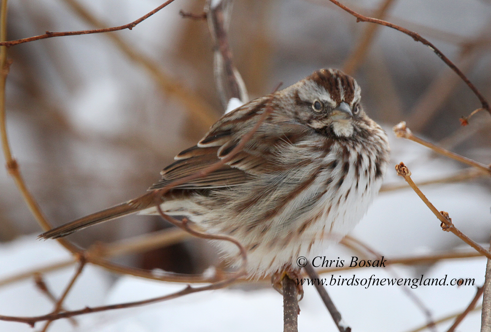 Next sparrow up Song Sparrow Birds of New