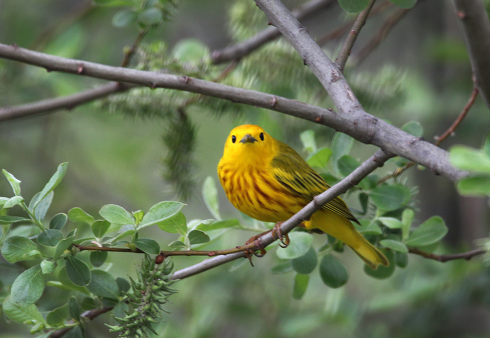 Birds of New New England wildlife photos and stories