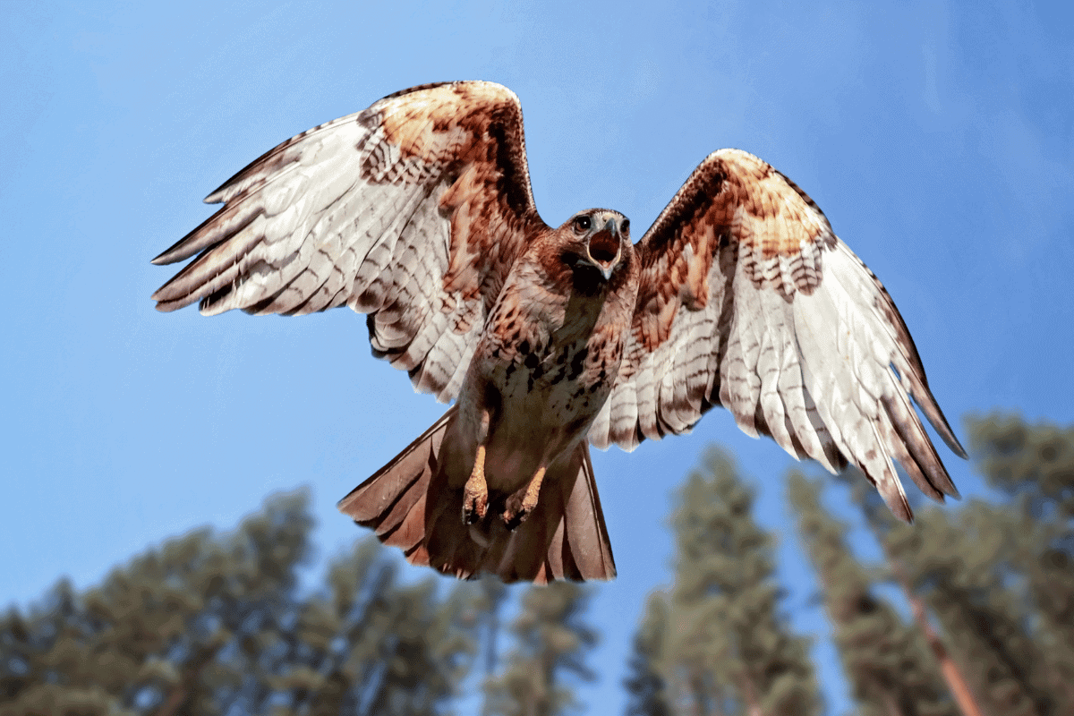 Why Do Hawks Screech? The Meaning and Significance!