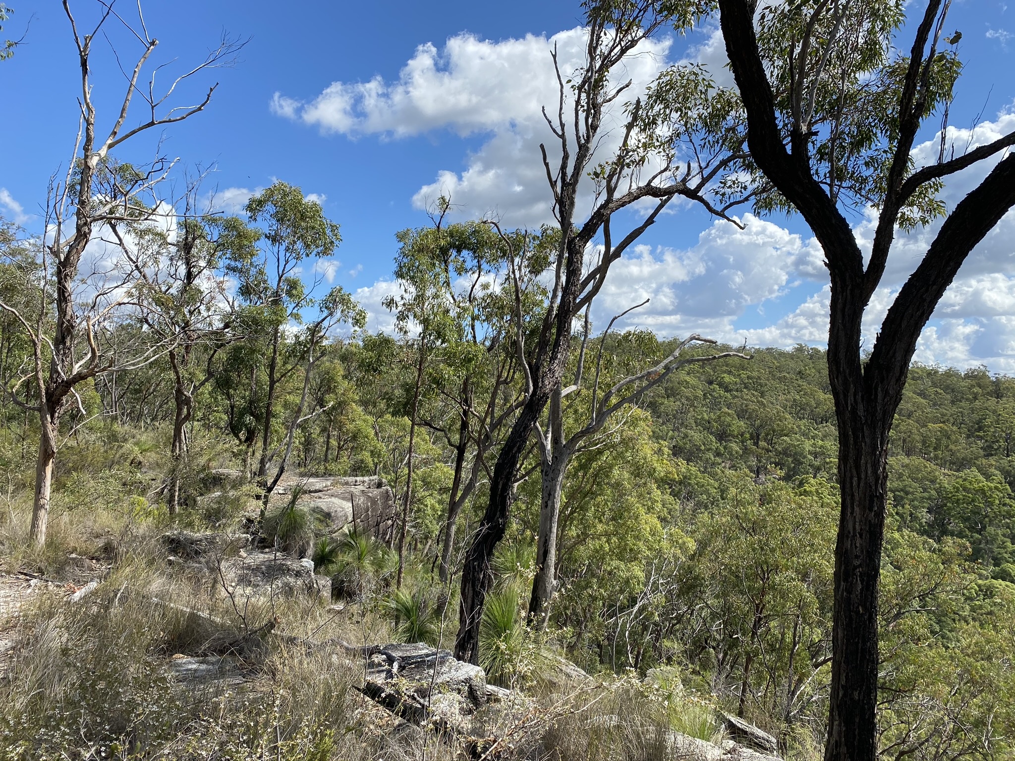 Plunkett Conservation Reserve, Sep 2020 Bird Spots