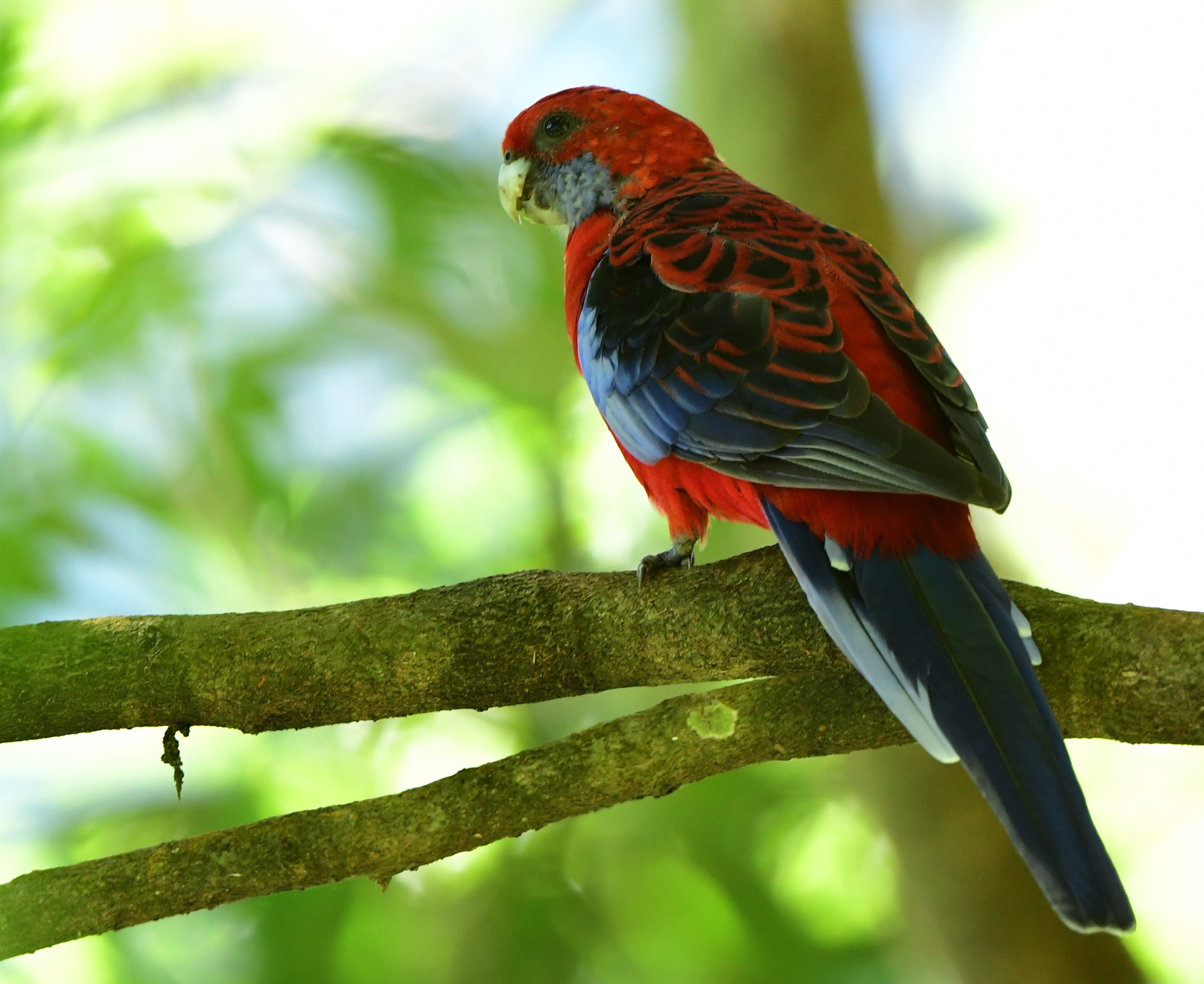 Springbrook Twin Falls Circuit, Mar 2021 Bird Spots