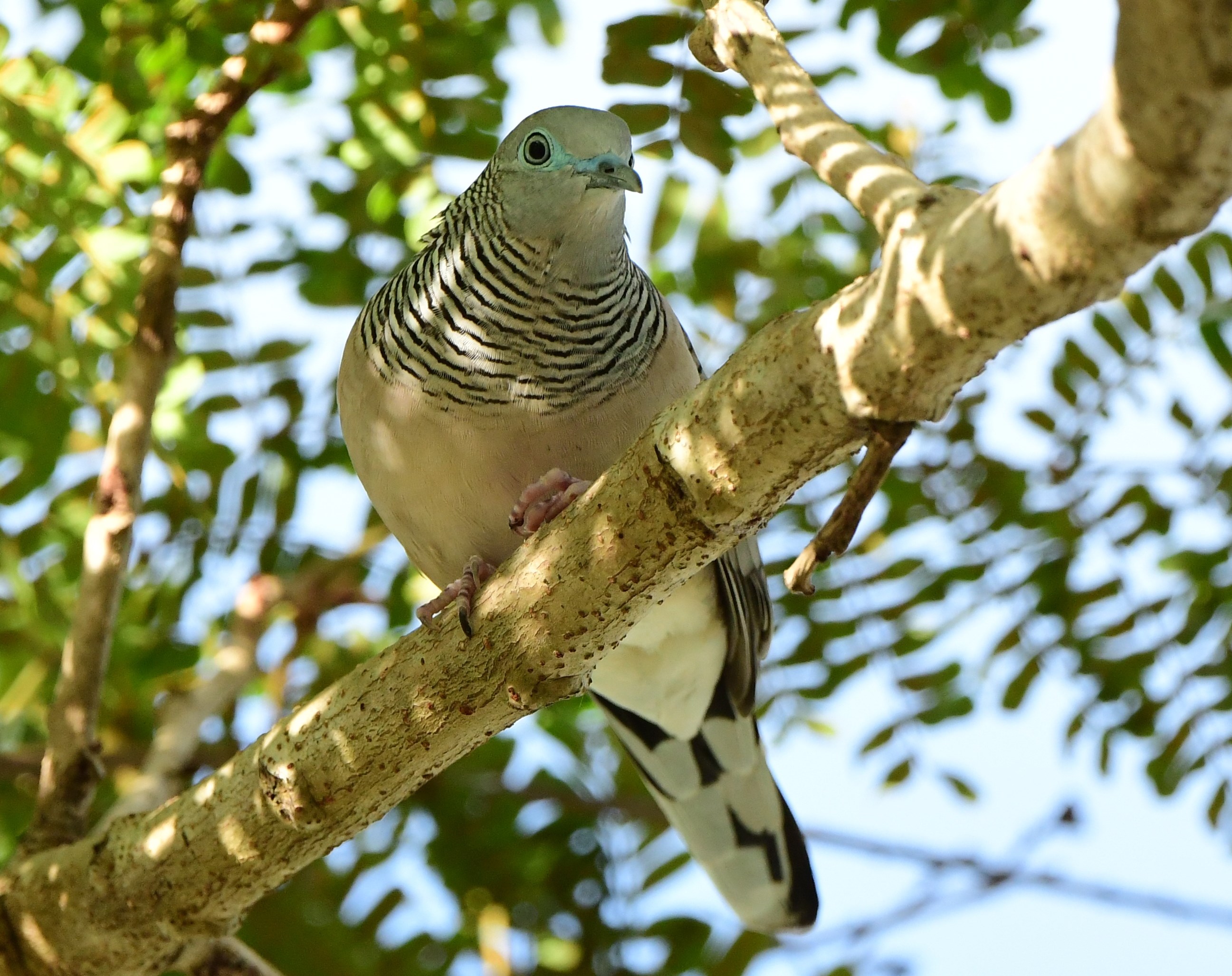 Cairns Esplanade, Apr 2021 Bird Spots