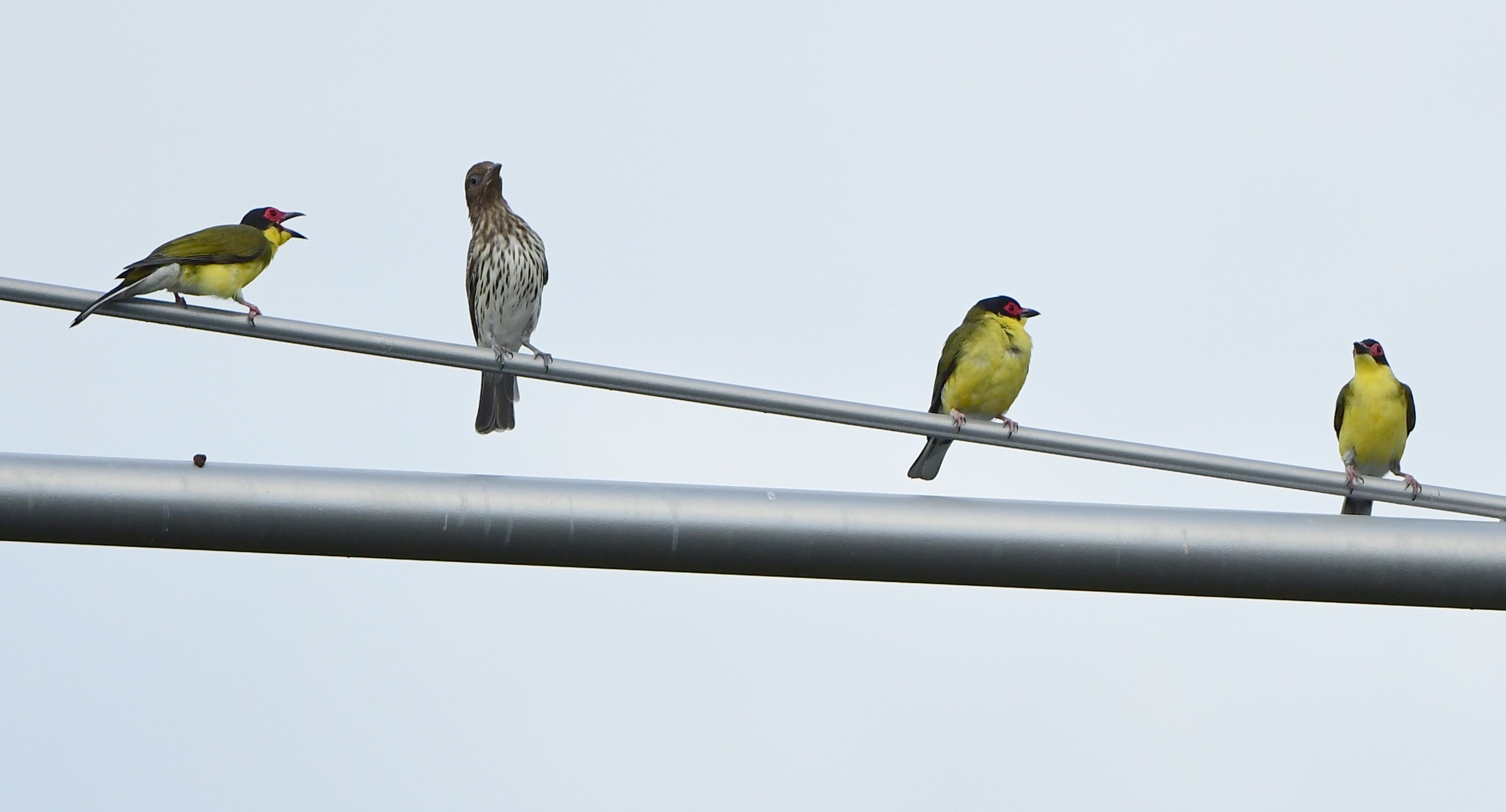 Cairns Esplanade, Apr 2021 Bird Spots