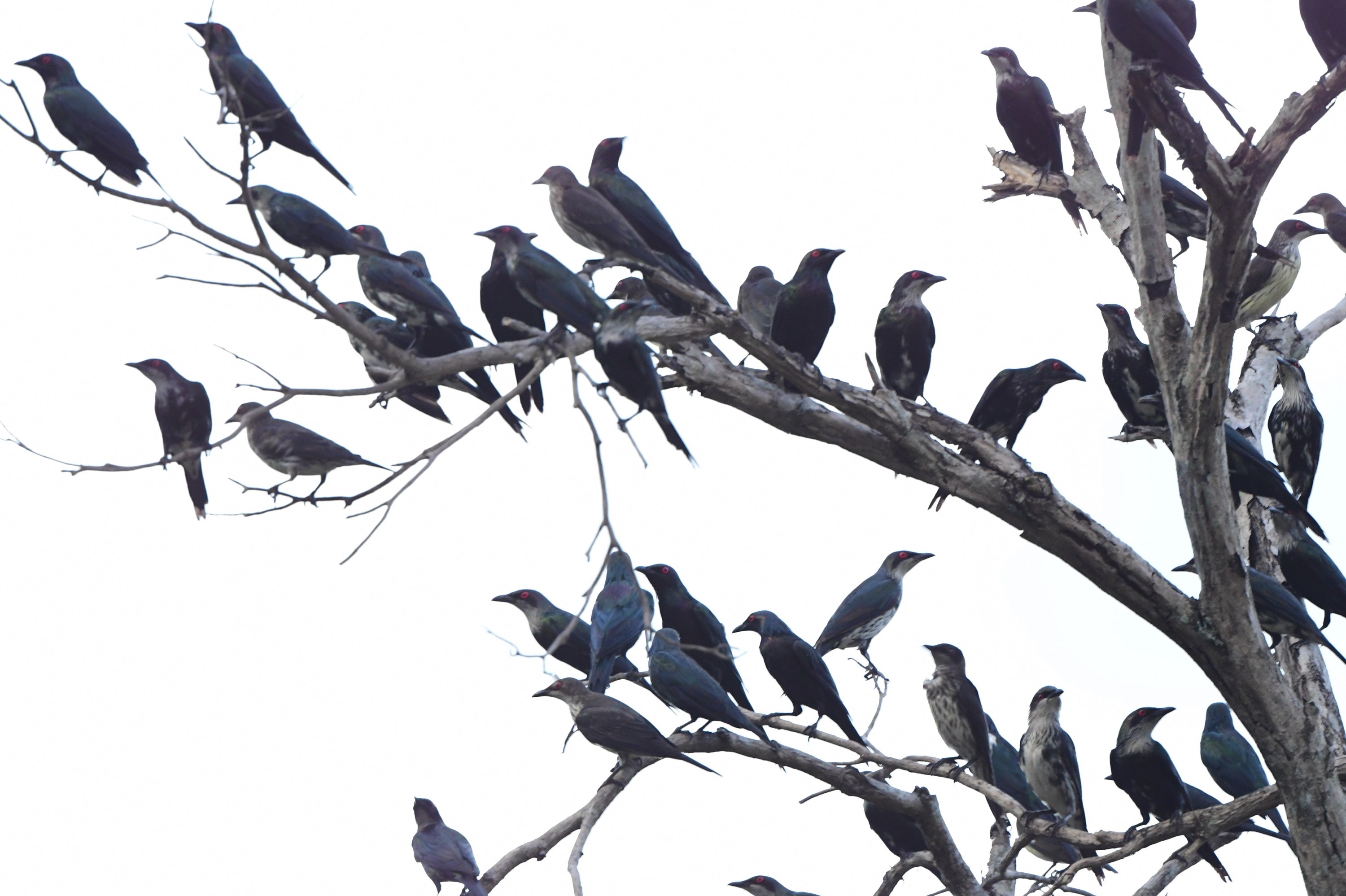 Cairns Esplanade, Apr 2021 Bird Spots