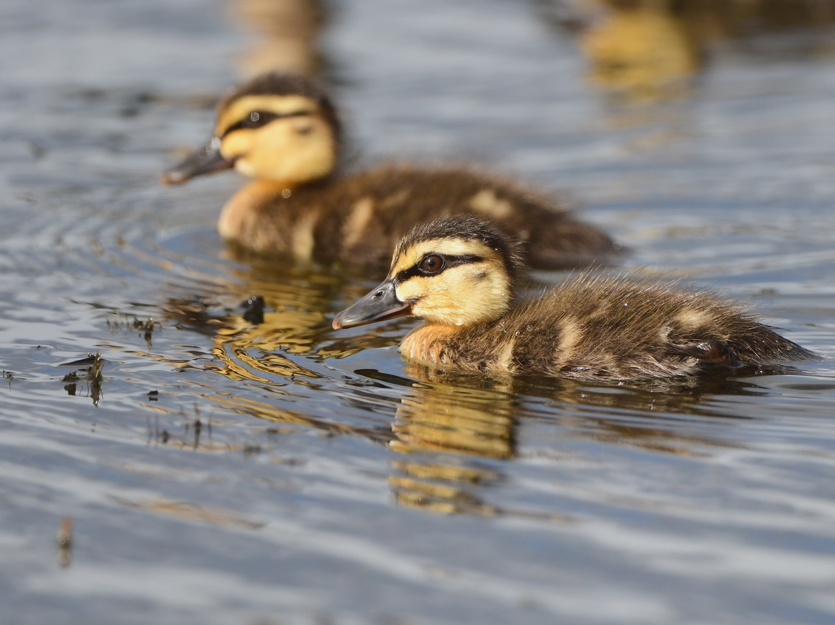 Pacific Black Ducks Bird Spots