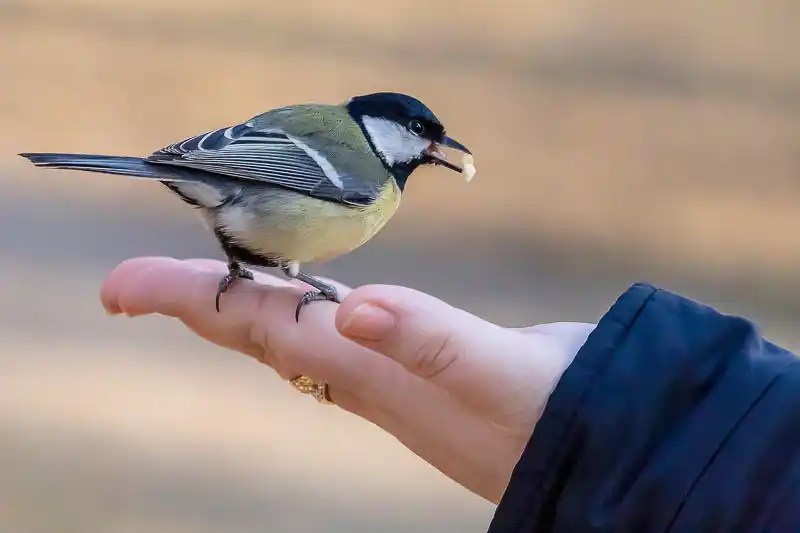 Can You Potty Train Your Bird to Poop in One Place Birds Pundit