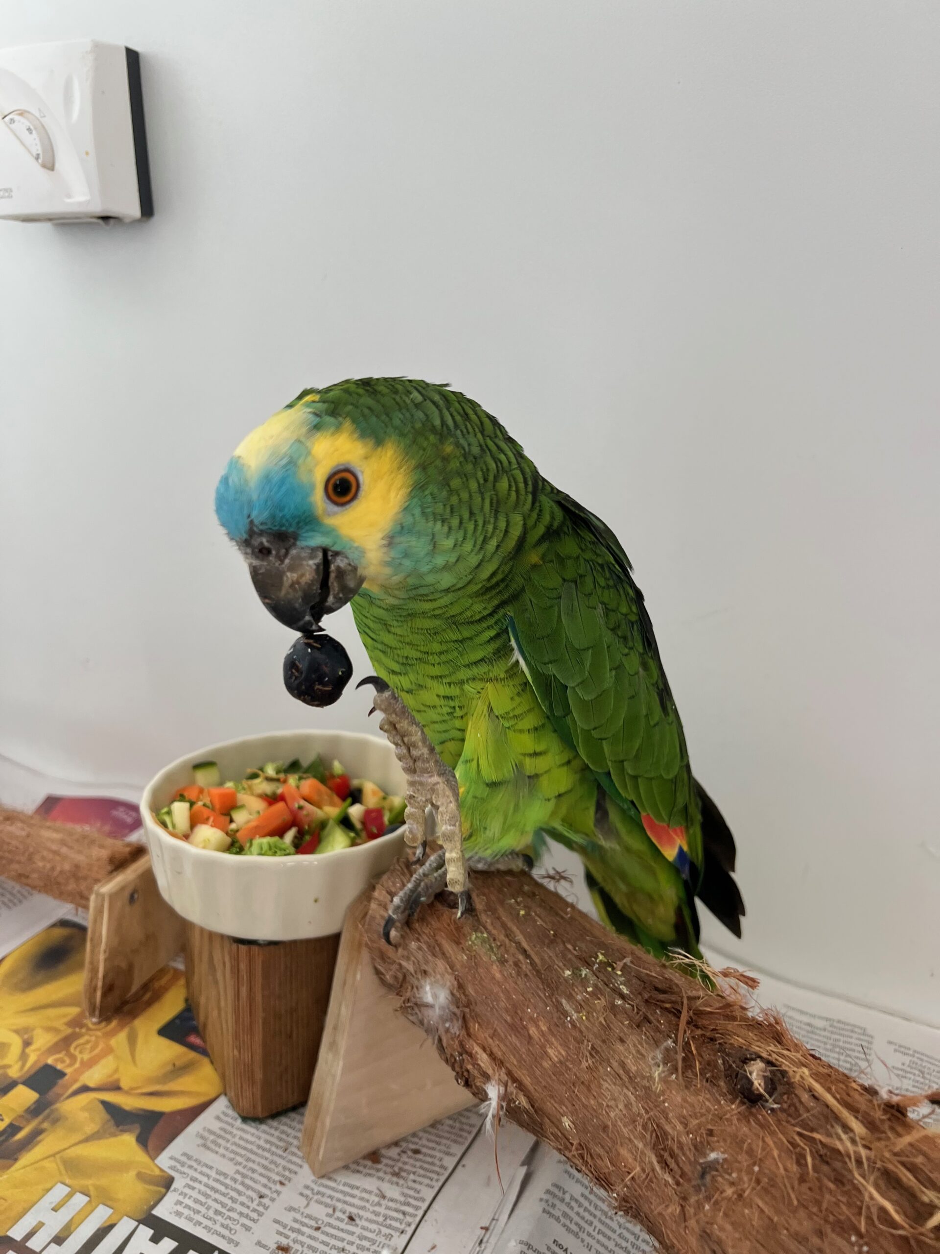 Do Parrots Eat Meat—What Kind of Meat Do Parrots Eat Birds Pundit