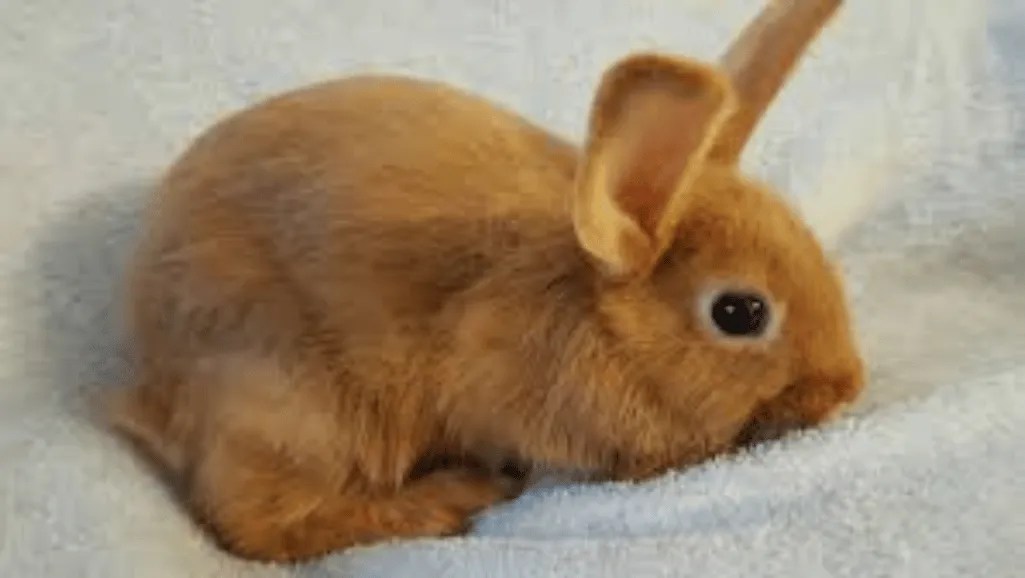 Thrianta Rabbits The Fiery Red Enigma