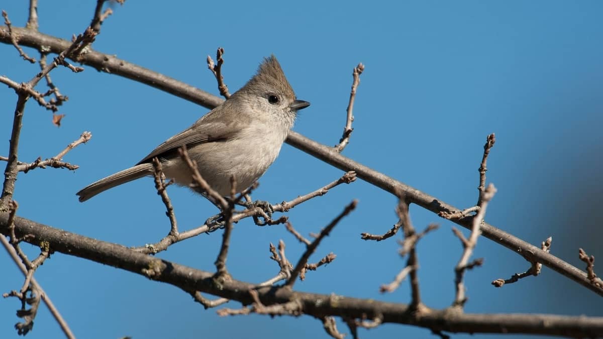 Common Birds In Southern California Birdwatching Galore!