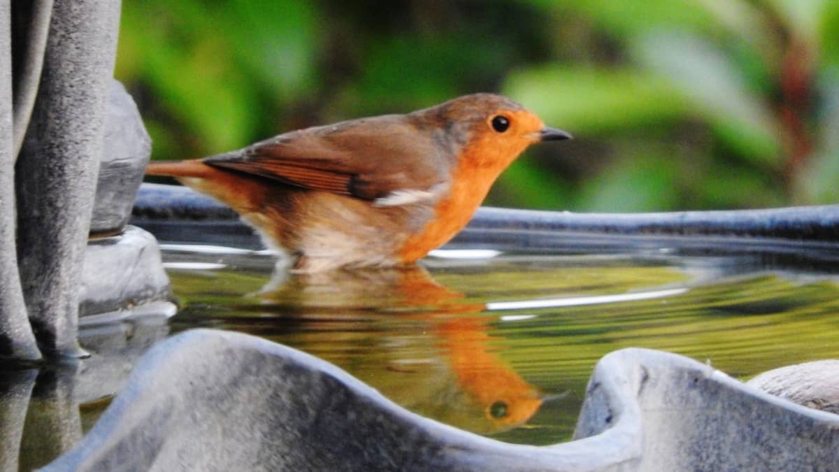 Solar Powered Bird Bath Mister And Other Similar Options
