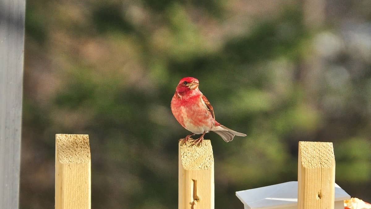What Do House Finches Eat House Finch 101