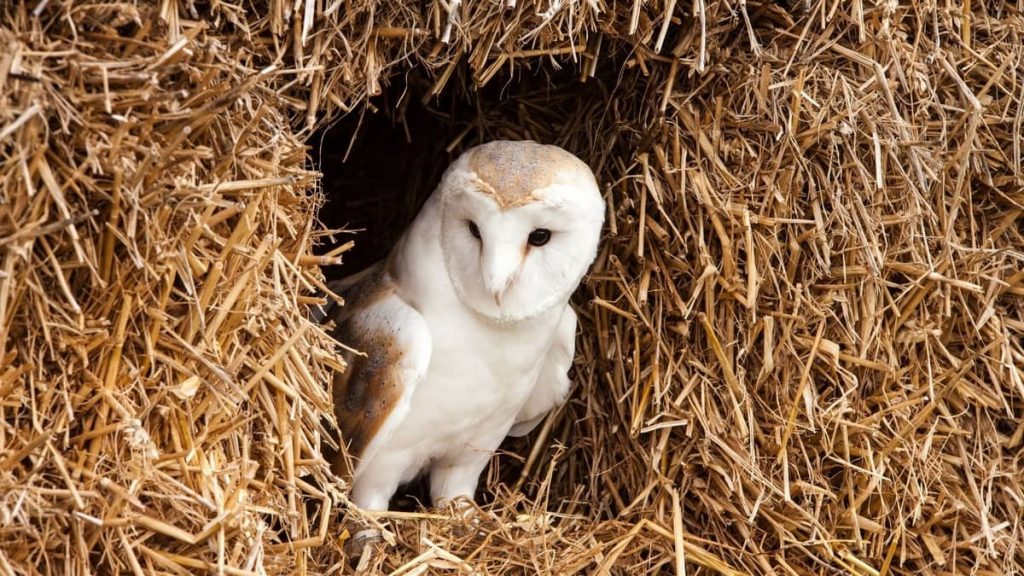 Types Of Owls In Wisconsin And The Most Common Species