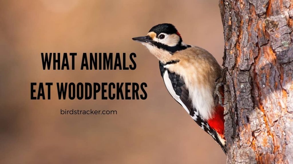 What Animals Eat Woodpeckers 5 Predators To Watch Out For