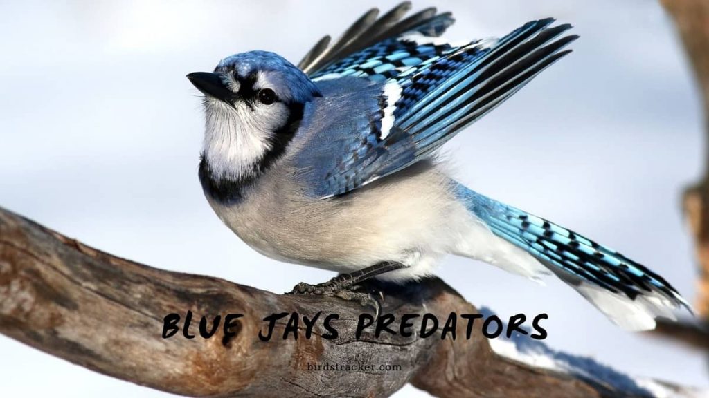 Blue Jays Predators Animals To Watch Out For