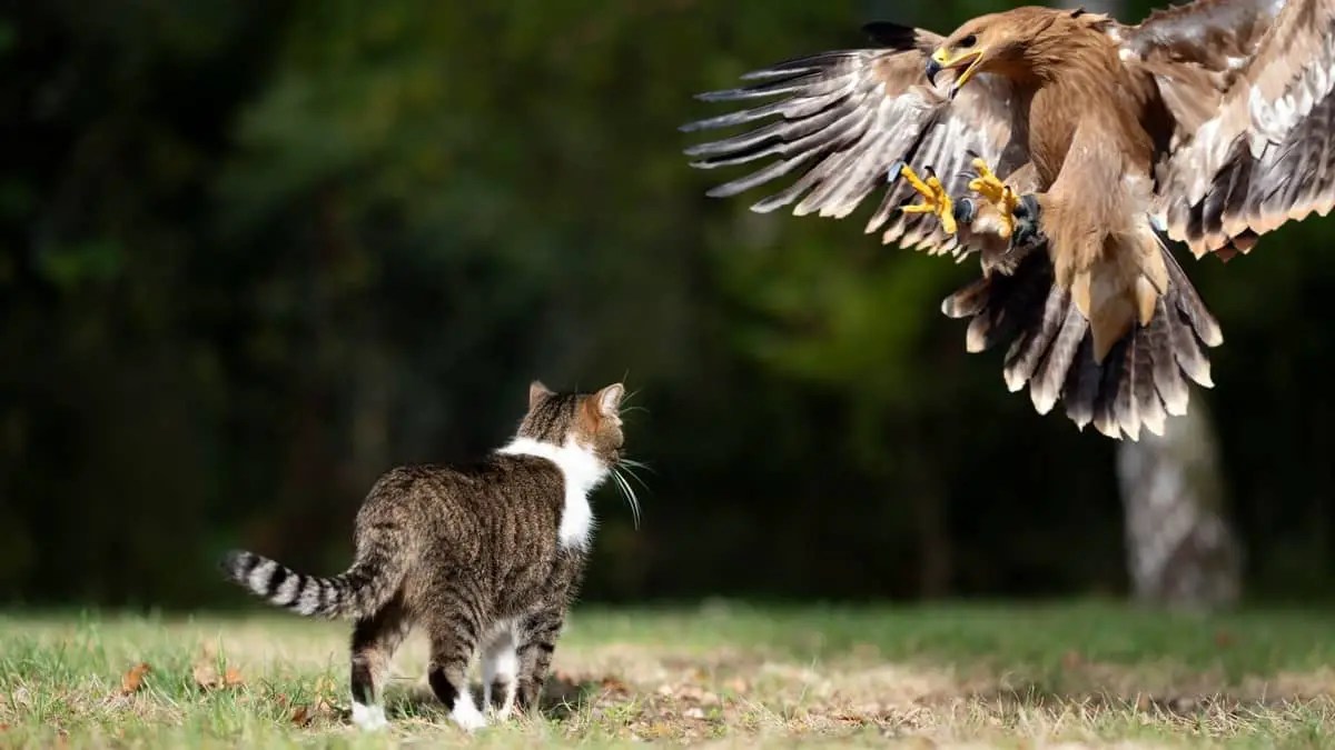 Do Hawks Attack Cats? What You Should Know Birds Tracker