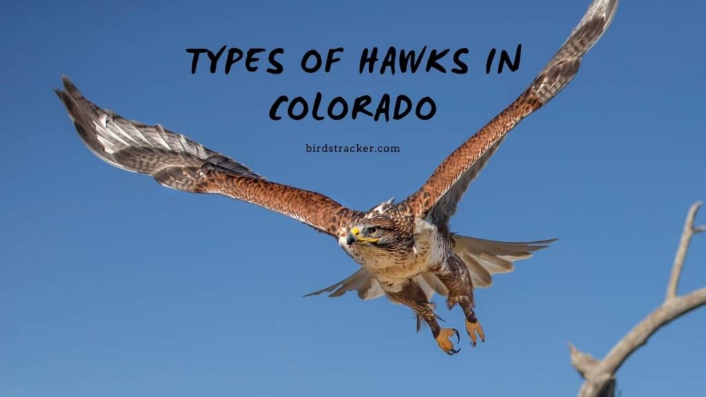Types Of Hawks In Colorado 2021 4 Spectacular Species