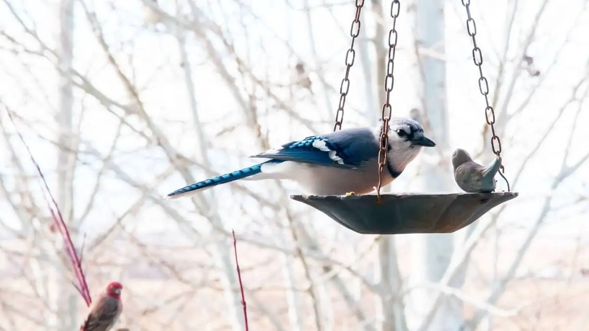 Blue Jay Proof Bird Feeder Guide Birds Tracker