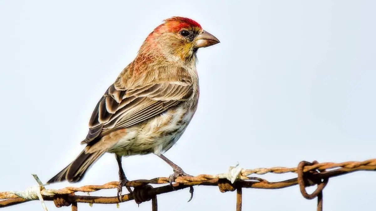 What Is That Sparrow Like Bird With Red Head? Birds Tracker