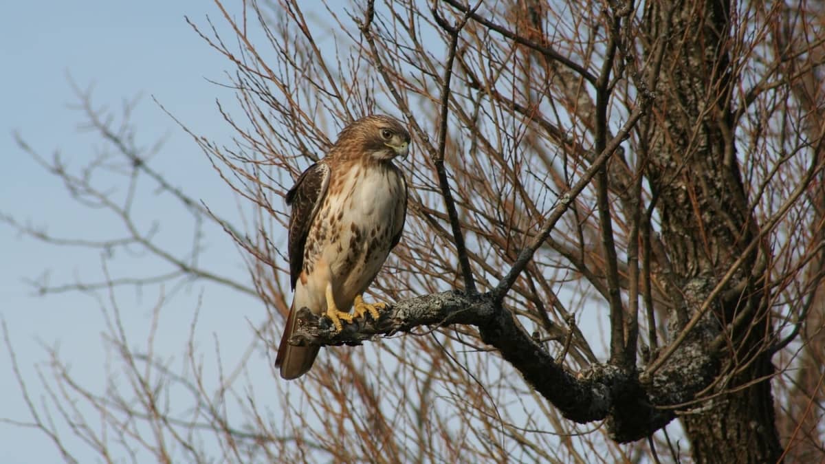What Are The Most Common Hawks In Central Texas? Birds Tracker