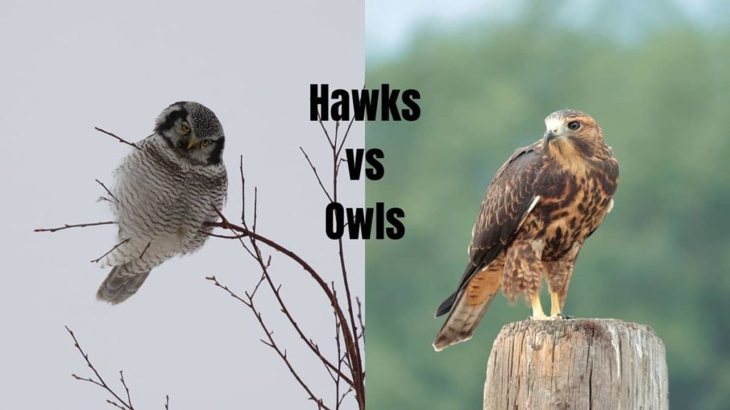 Hawks Vs Owls Know the Difference Birds Tracker