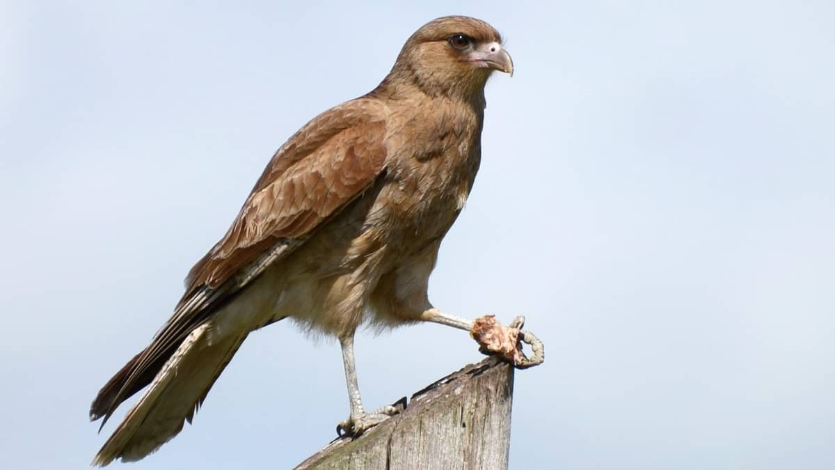 How to Feed a Wild Hawk Birds Tracker