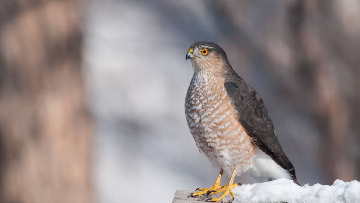 what Do Sharpshinned Hawks Eat Birds Tracker