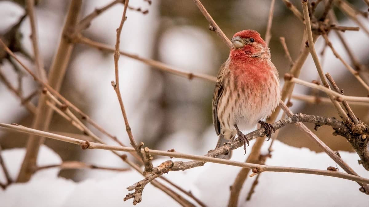 What Is The New Hampshire State Bird? Birds Tracker