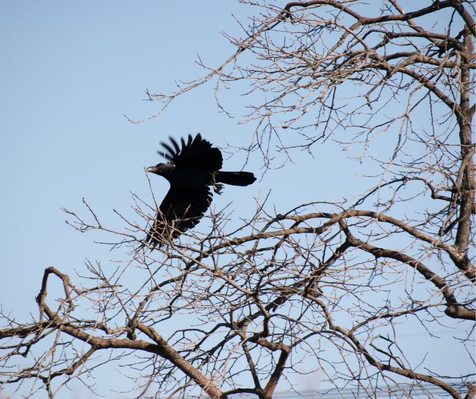 How Fast Can a Crow Fly? Birds Tracker