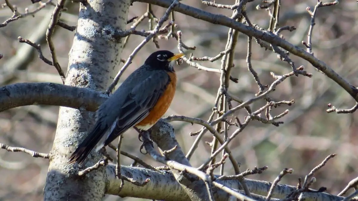 What Do Robins Eat? Birds Tracker
