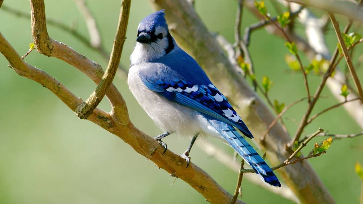 What Does It Mean When You See A Blue Jay Birds Tracker