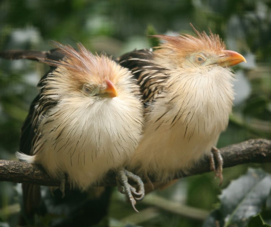 Where Do Birds Sleep? Birds Tracker