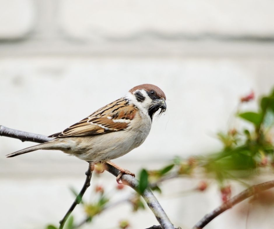 How to Stop Sparrows from Building Nests? Birds Tracker