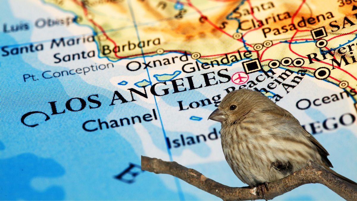 Top 5 Common Birds In Los Angeles (Most Wonderful Spices You Have To