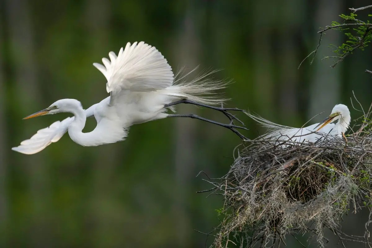 3 Ways To Answer “How Long Does It Take Baby Birds To Leave The Nest