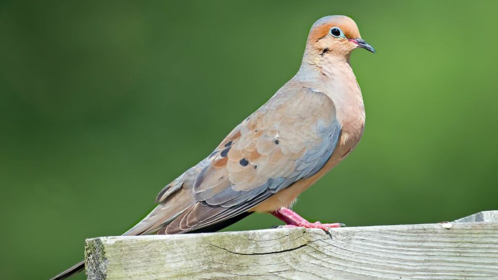 5 Incredible Types Of Doves In Texas Revealed Birds Tracker