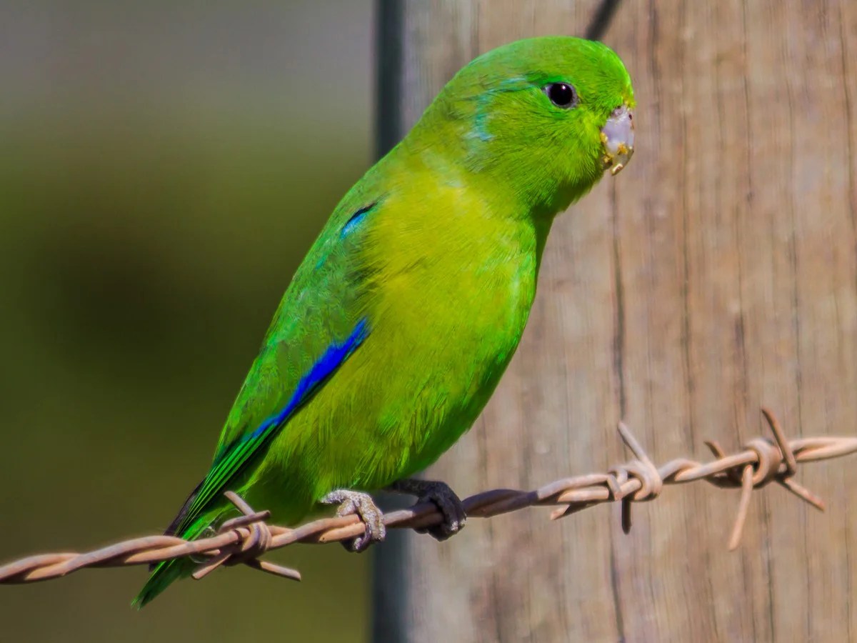 Tiny Bird Toys that Parrotlet's Love BirdSupplies