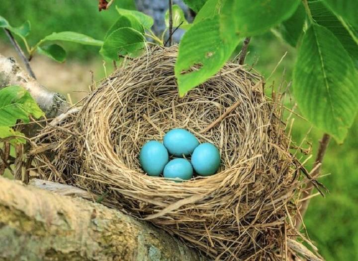 Unveiling the Mystery Why Are Robin Eggs Blue?