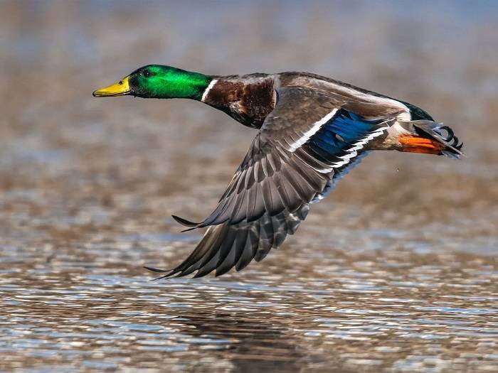 Pet Ducks and Flight Will They Fly Away? Understanding the Flight