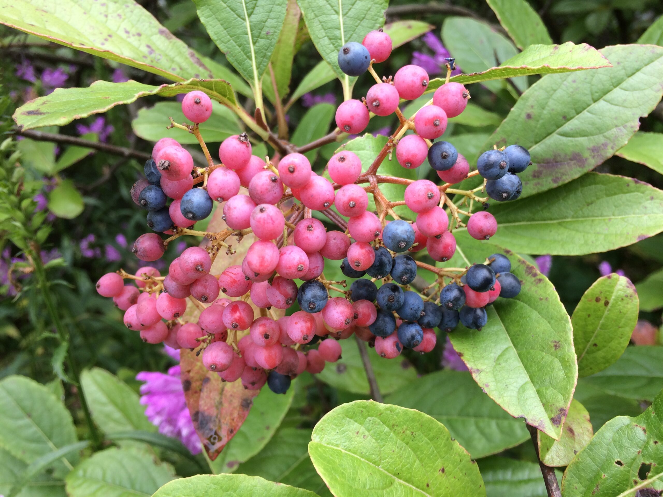 Viburnums for Birds Bird Town Pennsylvania