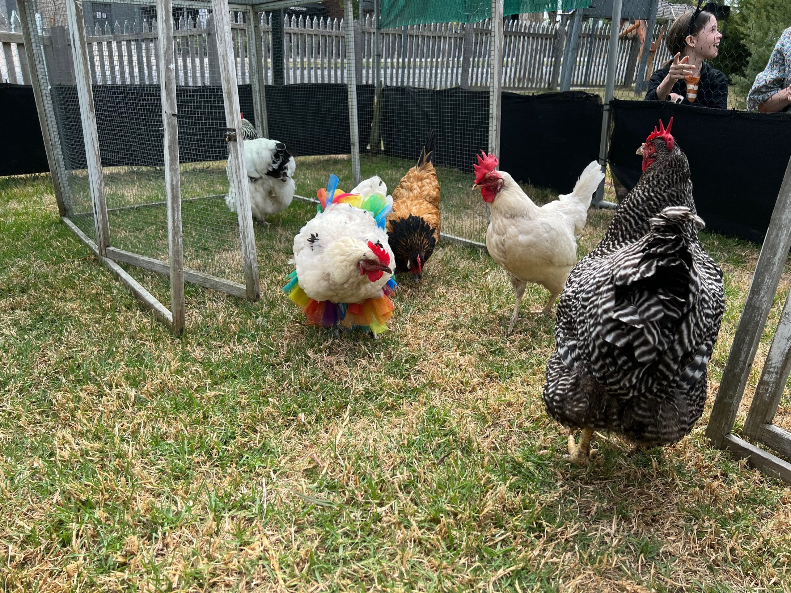 Caring for Chickens Bird Vet Melbourne