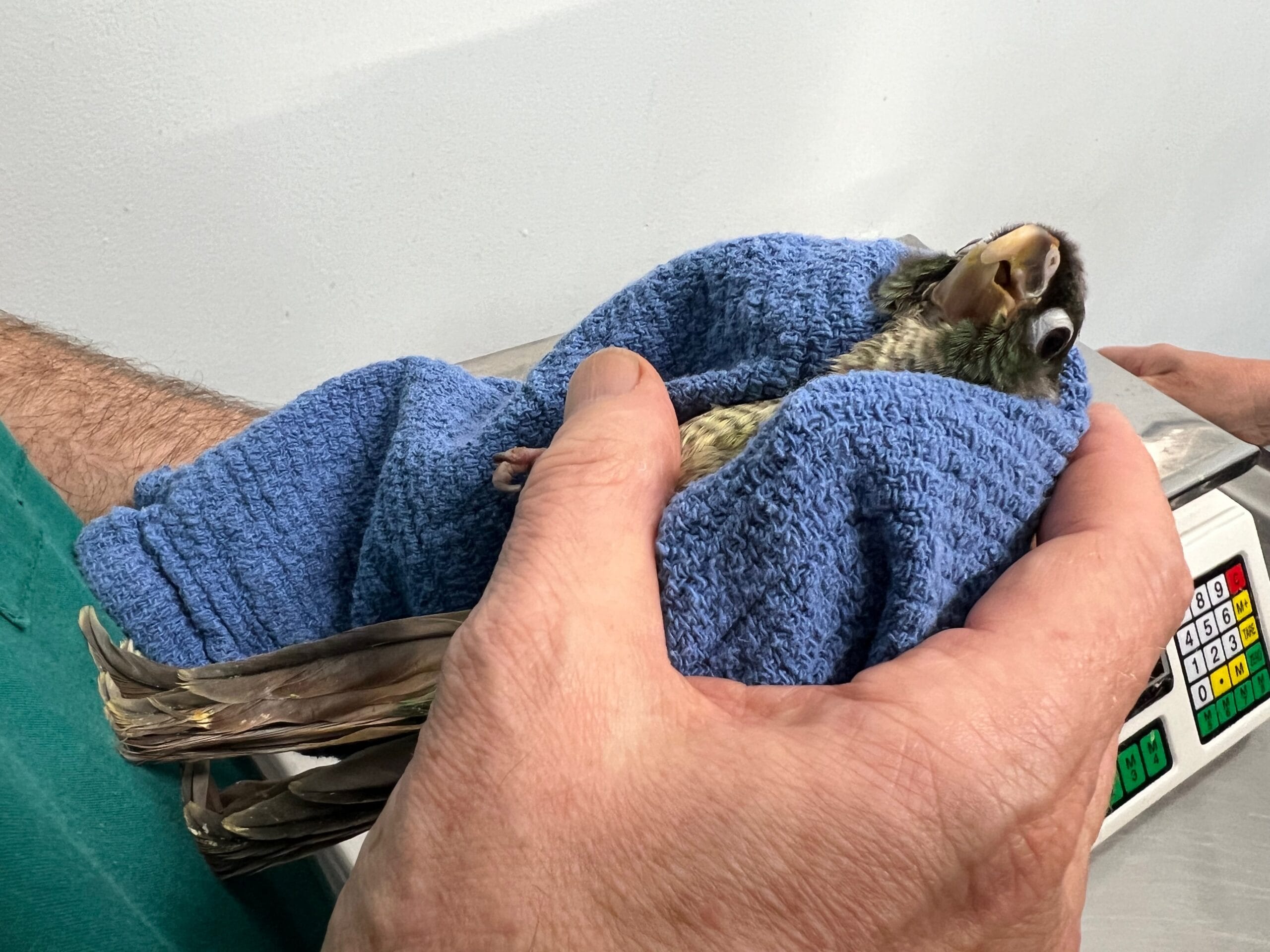 Bird Boarding Melbourne