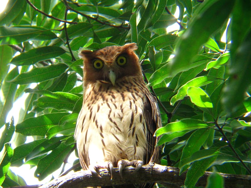 PHILIPPINE EAGLE OWLS AT ANGONO, RIZAL Wild Bird Club of the Philippines