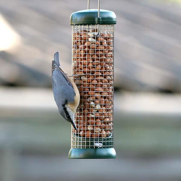 The 5 Best Woodpecker Feeders They'll Love! Birdwatching Buzz