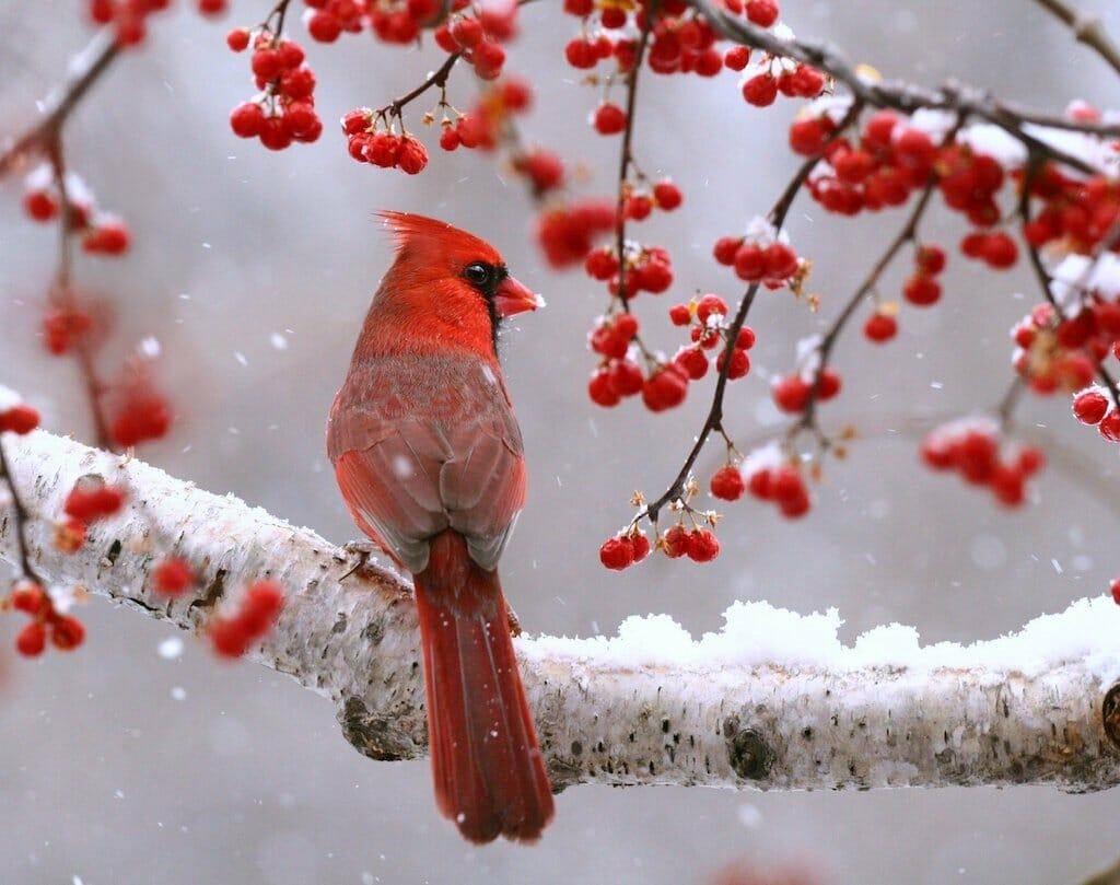 Why Do Cardinals Come Out in the Snow? Birdwatching Buzz