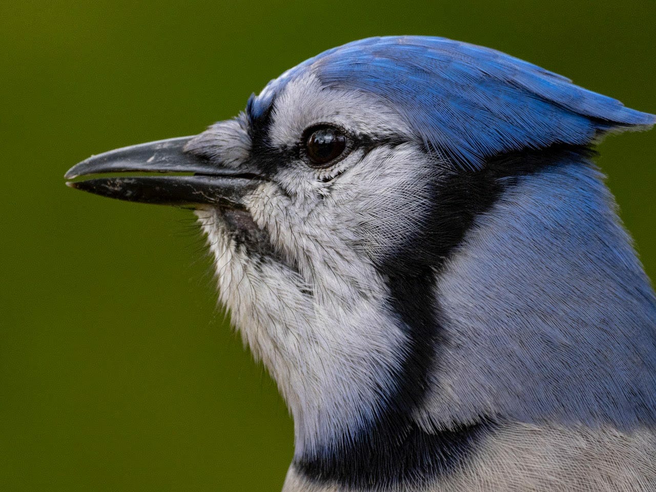 How Long Do Blue Jays Live? [Learn Their Life Cycle] Birdwatching Buzz
