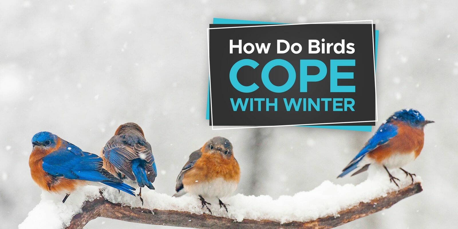 Do Birds Get Cold? [Learn How They Cope With Winter] Birdwatching Buzz